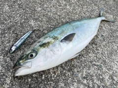 メジロの釣果