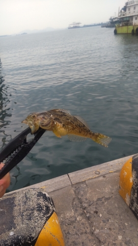 ハゼの釣果