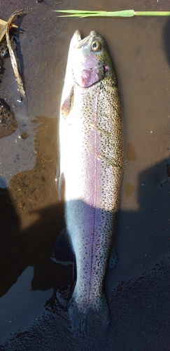 ニジマスの釣果