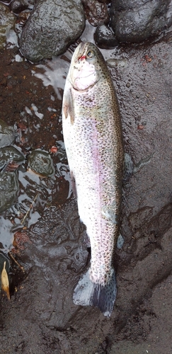 ニジマスの釣果