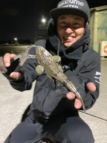 マゴチの釣果