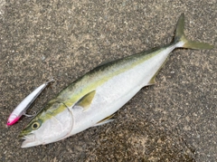 メジロの釣果