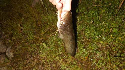 ナマズの釣果