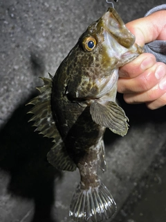 タケノコメバルの釣果