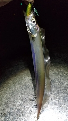 タチウオの釣果