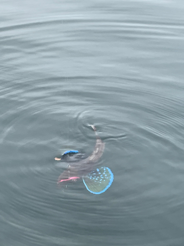 ホウボウの釣果