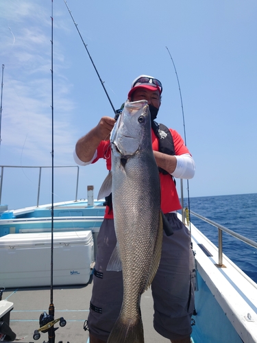 オオニベの釣果