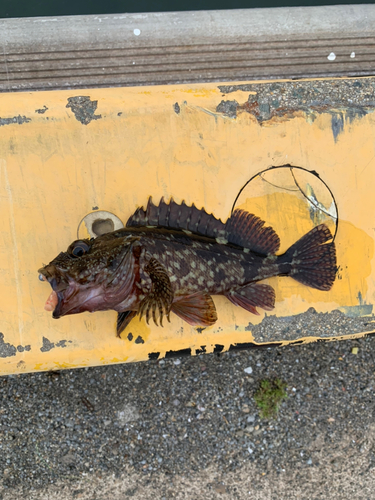 カサゴの釣果