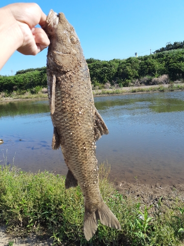 ニゴイの釣果