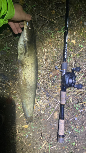 マナマズの釣果