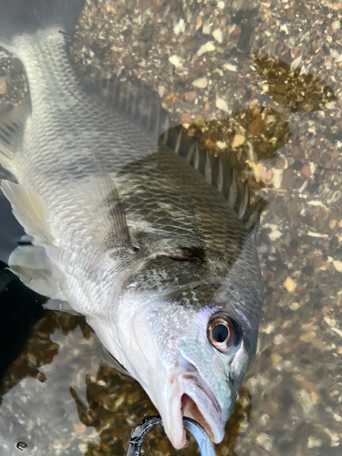 キビレの釣果