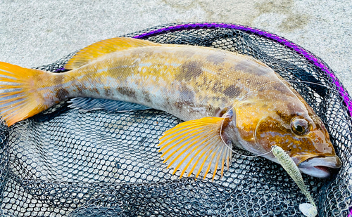 アイナメの釣果