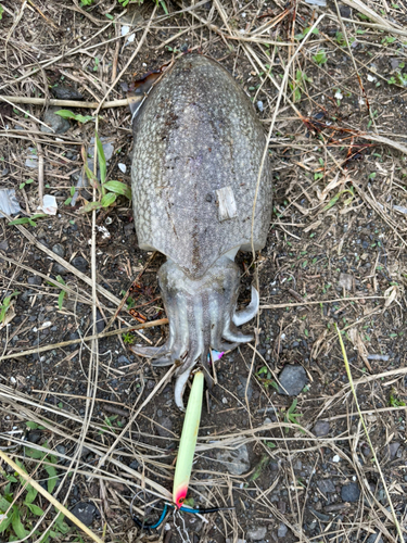 コウイカの釣果