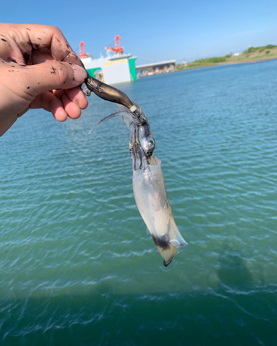 マメイカの釣果