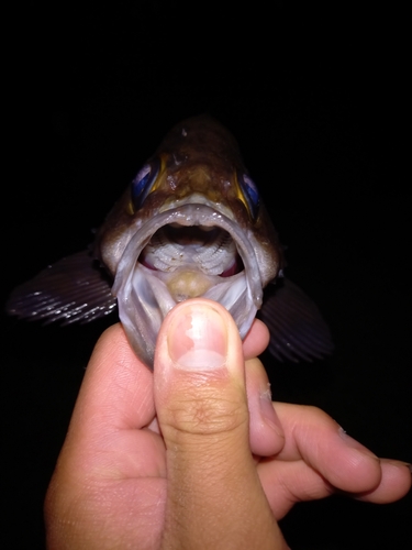 シロメバルの釣果