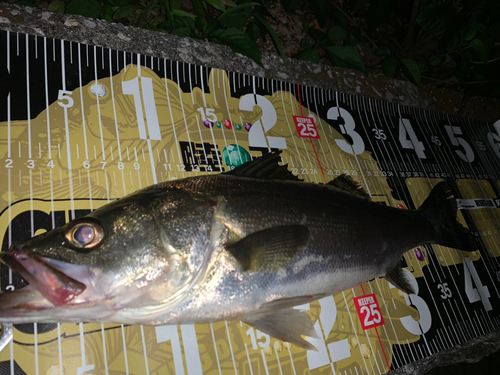 シーバスの釣果