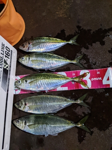 アジの釣果