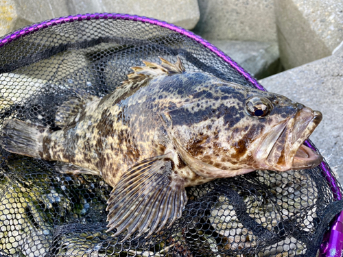 タケノコメバルの釣果