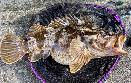 タケノコメバルの釣果