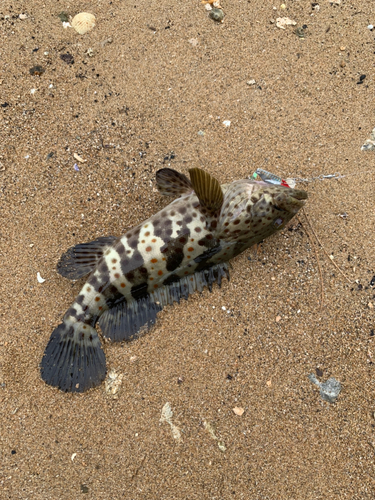 イシミーバイの釣果