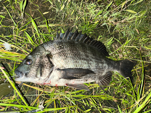 チヌの釣果