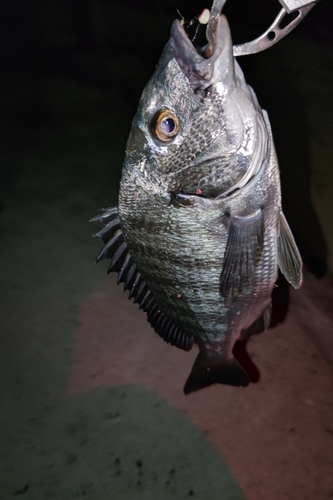 チヌの釣果