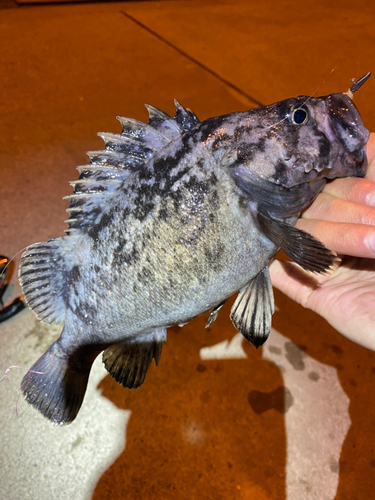 クロソイの釣果