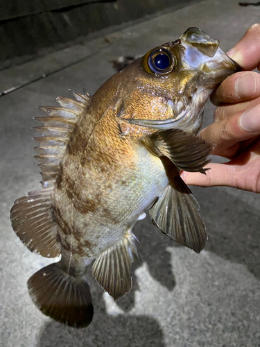 クロメバルの釣果