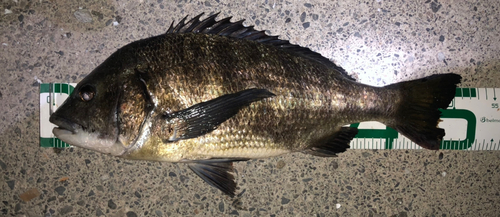 クロダイの釣果