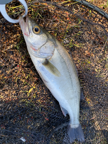 スズキの釣果