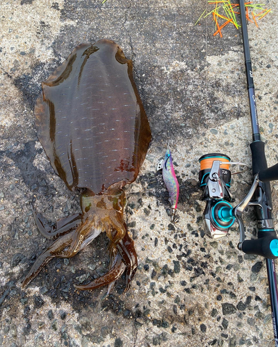 アオリイカの釣果