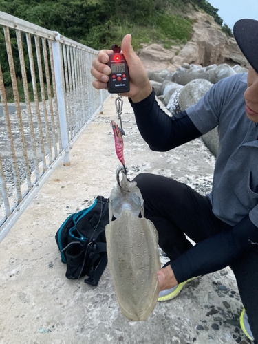 カミナリイカの釣果