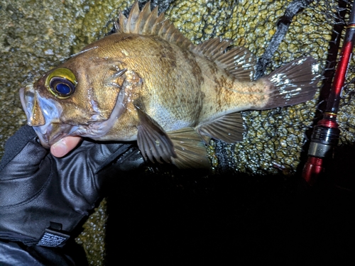 メバルの釣果