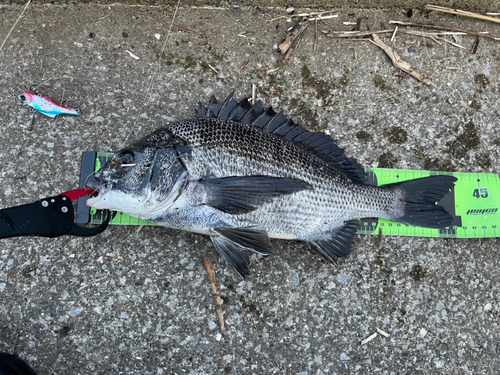 チヌの釣果