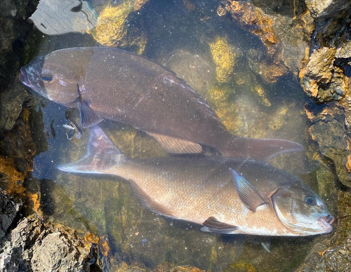 オナガグレの釣果