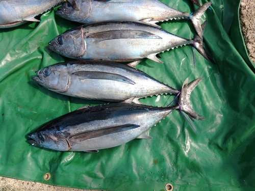 ビンチョウマグロの釣果