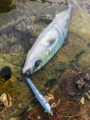 メジロの釣果