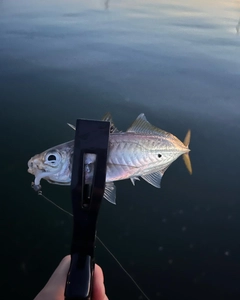 マアジの釣果