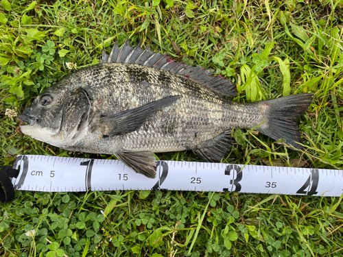 チヌの釣果