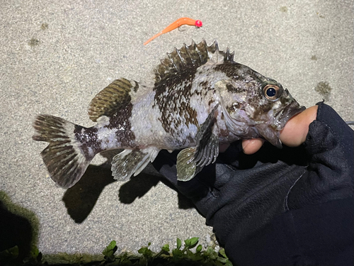 ムラソイの釣果