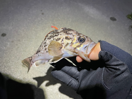 クロソイの釣果