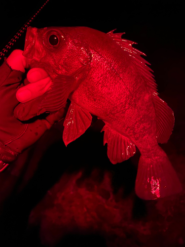 メバルの釣果