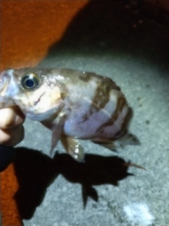 メバルの釣果