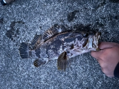 ベッコウゾイの釣果