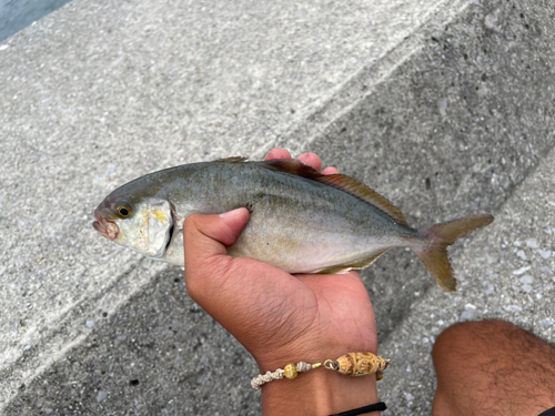 ショゴの釣果