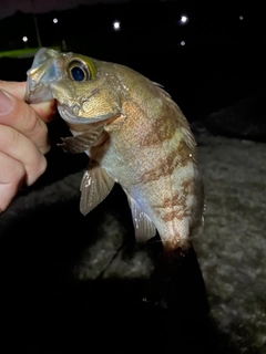 シロメバルの釣果