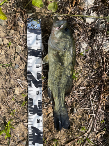 ブラックバスの釣果