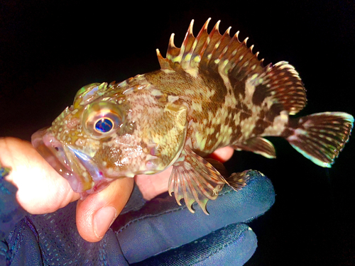 カサゴの釣果