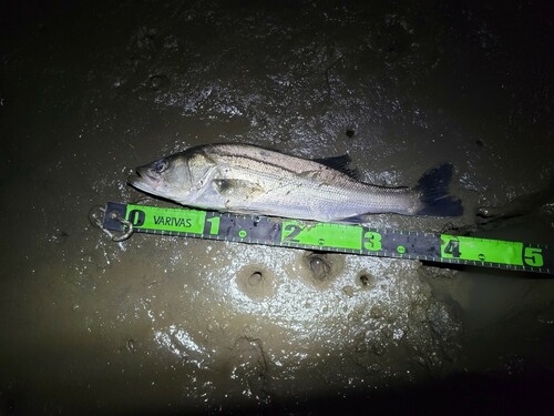 シーバスの釣果