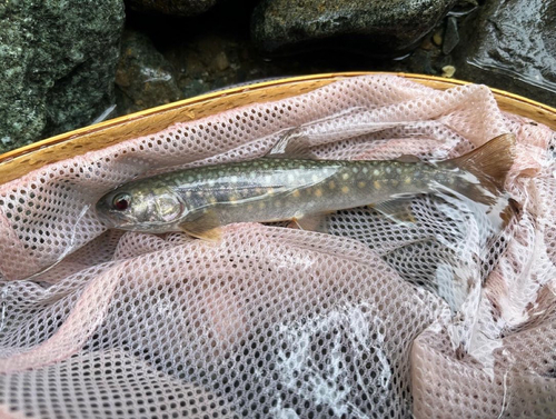 イワナの釣果